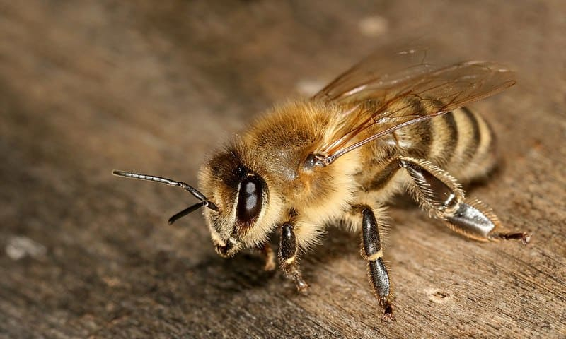 Собаку укусила пчела: обзор признаков укуса пчелы у собак, что делать