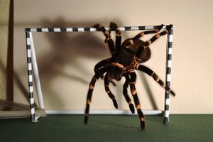 Содержание пауков дома: выбор питомца и обустройство террариума
