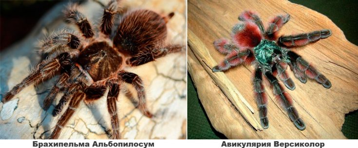 Содержание пауков дома: выбор питомца и обустройство террариума