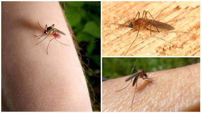 Спираль от комаров - как пользоваться, есть ли вред для человека, отзывы
