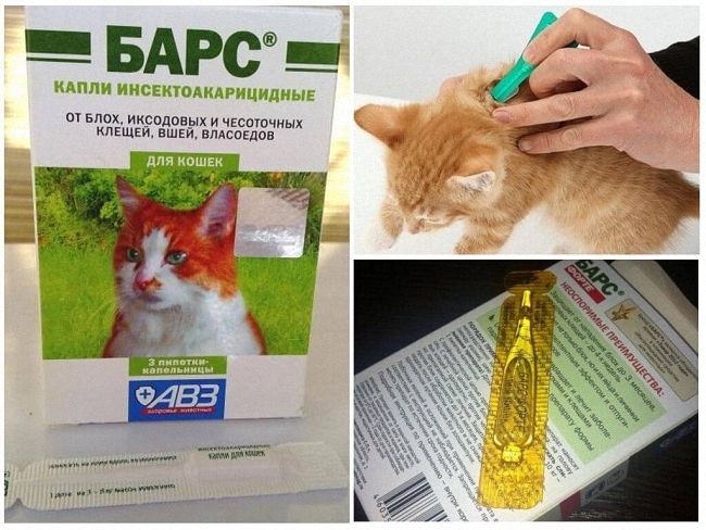 Как применять капли Барс для кошки от блох и клещей: обзор инструкции