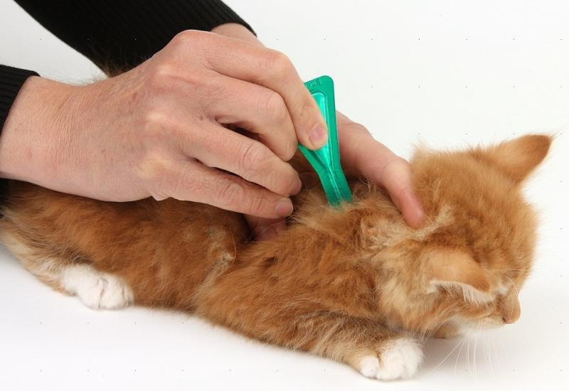 Как применять капли Барс для кошки от блох и клещей: обзор инструкции