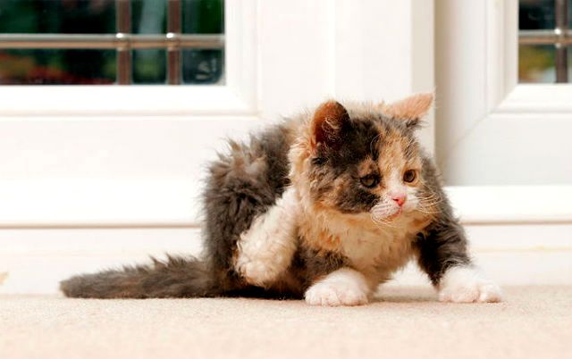 Средства от блох для котят с 3 месяцев: капли и другие препараты