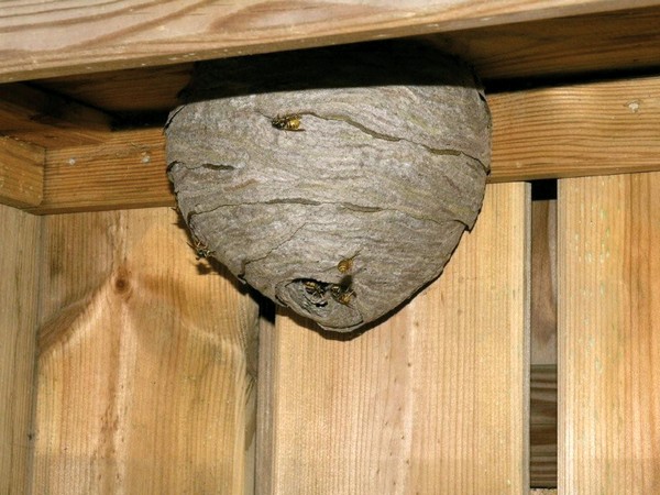Инсектицид Москитол Профессиональная защита от осиных гнезд