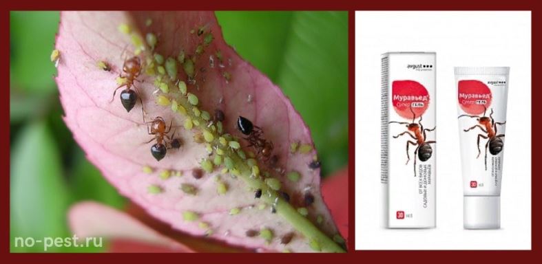 Средство от муравьев Муравьед: инструкция, отзывы, принцип действия, эффективность
