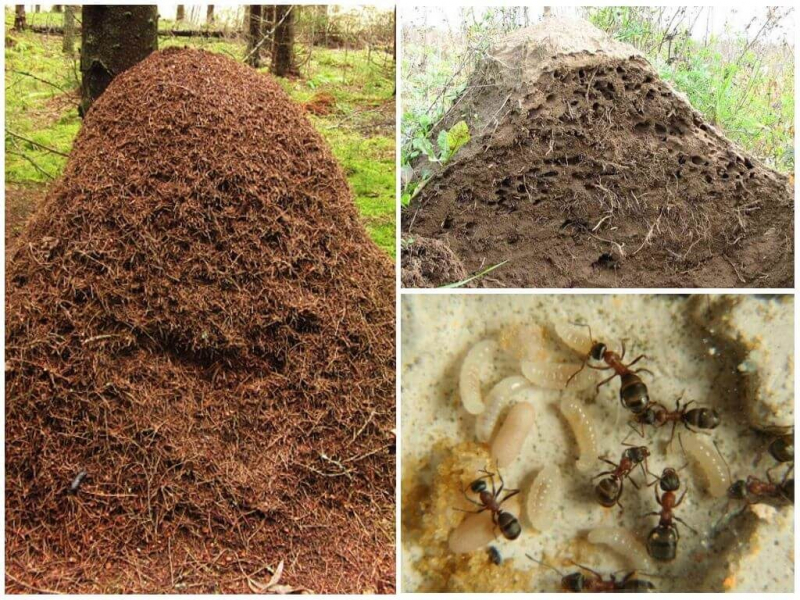 Средство от муравьев Муравьед: инструкция, отзывы, принцип действия, эффективность