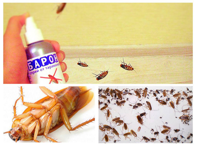 Средство от тараканов Барон – инструкция по применению