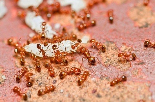 Стадия развития муравья по схеме,продолжительность жизни и особенности строения