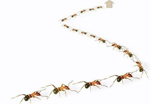 Стадия развития муравья по схеме,продолжительность жизни и особенности строения