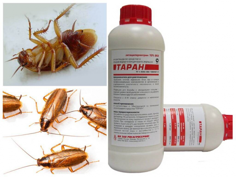 Таран от тараканов: инструкция по применению в домашних условиях