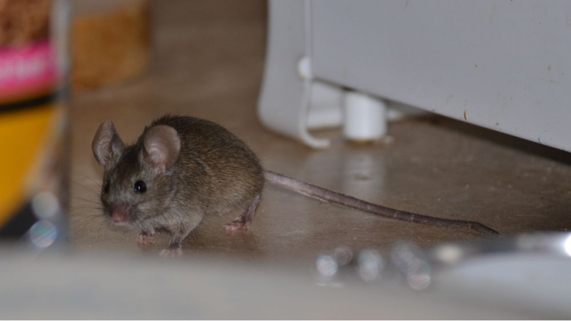 Основные интересные факты о мышах. Какие болезни они передают