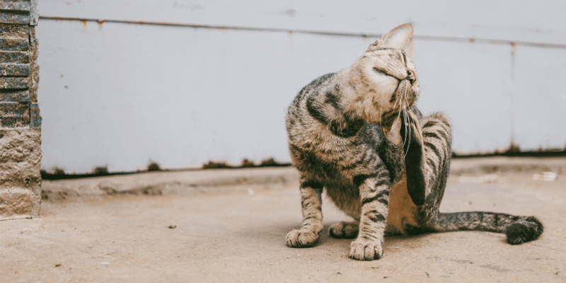 Кошачья царапина: симптомы и причины, диагностика, лечение в домашних условиях, что делать, если ничего не помогает