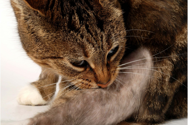 Кошачья царапина: симптомы и причины, диагностика, лечение в домашних условиях, что делать, если ничего не помогает