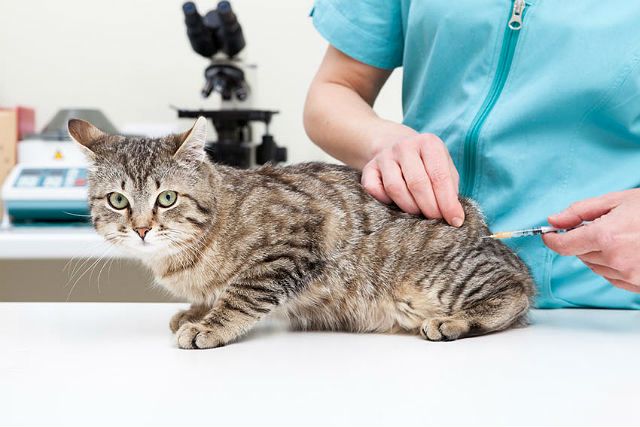 Уколы от блох для кошек: обзор препаратов, стоит ли колоть насекомых