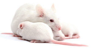 Укус крысы, что делать, если укусил ребенок, опасно ли это?