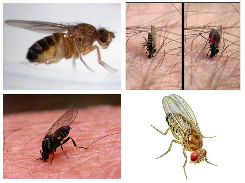 Укус комара: фото, симптомы и лечение, сколько длятся укусы