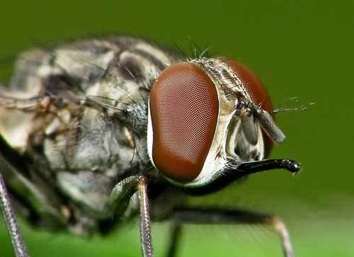 Укус мухи: симптомы, первая помощь, лечение