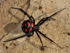Укусил паук: первая помощь, последствия и возможные осложнения