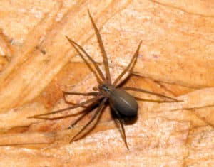 Укусил паук: первая помощь, последствия и возможные осложнения