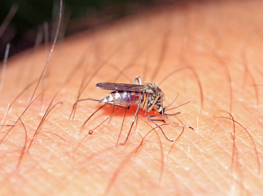 Укусы комаров: чем лечить зуд и пятна в домашних условиях