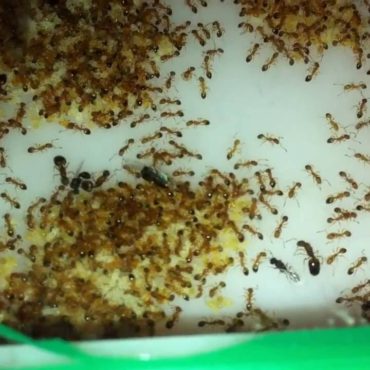 Укусы муравьев: фото и лечение, чем лечить и окрашивать укусы муравьев