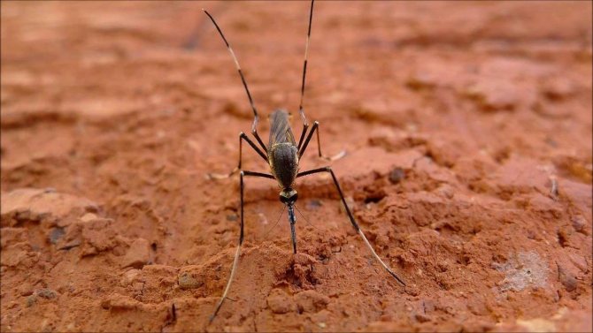 Ультразвуковой репеллент от комаров: виды (портативный, уличный и другие), принцип действия, отзывы