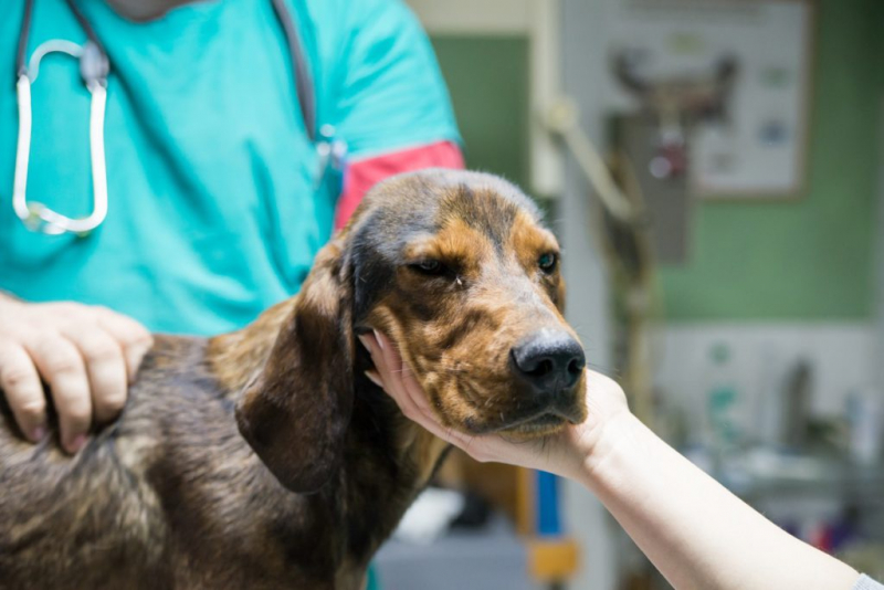 ушной клещ или отодектоз у собак: лечение в домашних условиях