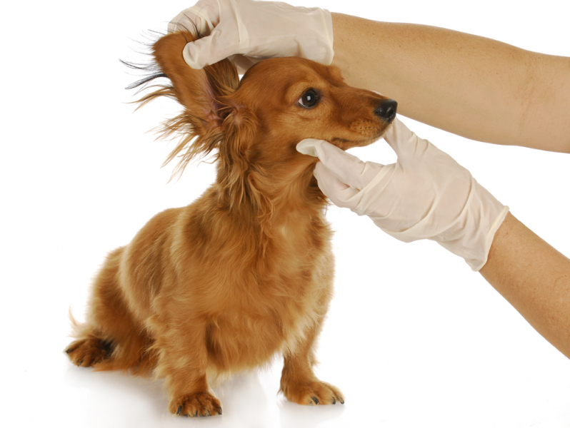 ушной клещ или отодектоз у собак: лечение в домашних условиях