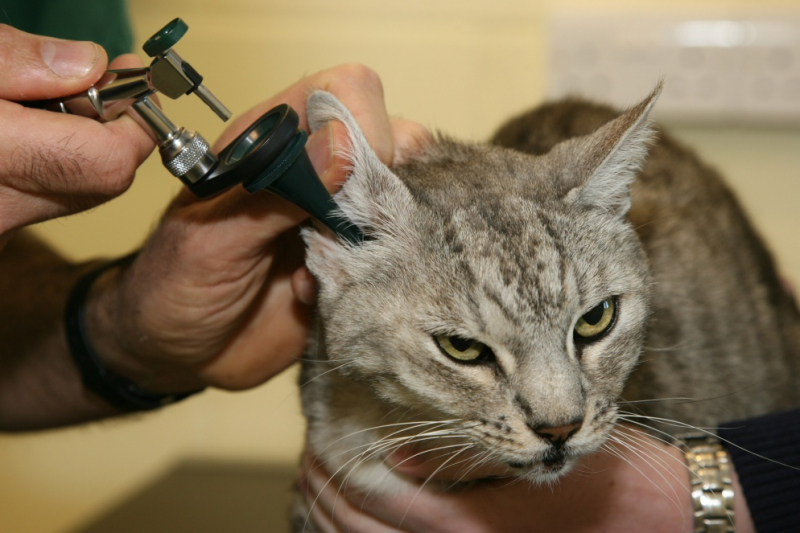 ушные клещи у кошек, симптомы и лечение, эффективные препараты