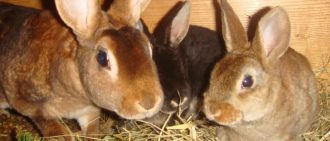 ушные клещи у кроликов: лечение в домашних условиях препаратами и народными средствами