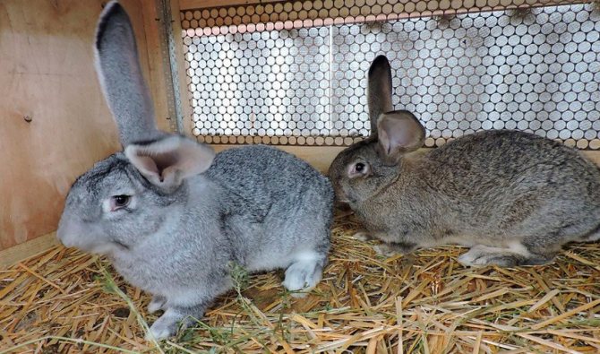 ушные клещи у кроликов: лечение в домашних условиях препаратами и народными средствами
