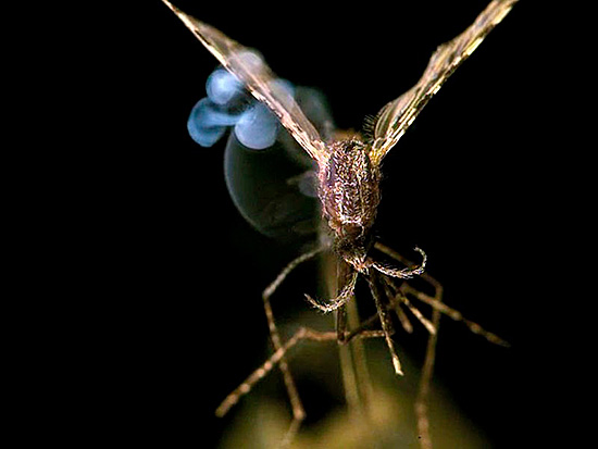 Средства от комаров на участке и в подарок: рейтинг лучших
