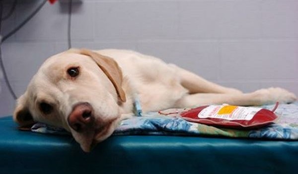 Вакцина от пироплазмоза у собак: за и против, зачем и когда делать прививку