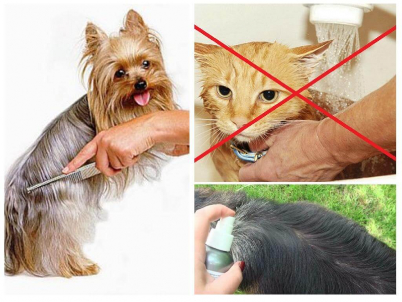 Ветеринарный спрей Барс инсектоакарицид для кошек и собак: инструкция по применению