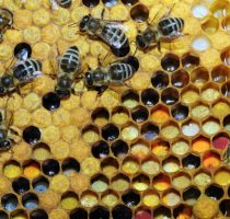 Виды и породы пчел с фото и описанием