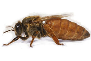 Виды и породы пчел с фото и описанием