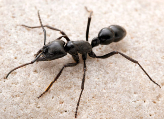 Виды муравьев - фото, названия и описание всех видов