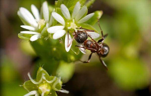 Виды муравьев - фото, названия и описание всех видов