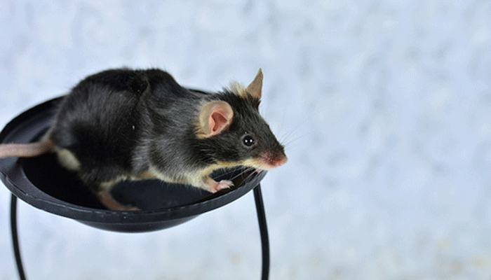 Виды мышей с фото и названиями: домовые, колючие, черные, белые, серогорбые, земляные, ушастые и другие