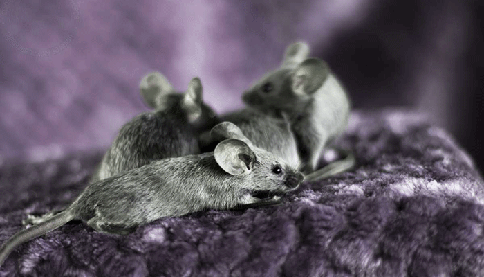 Виды мышей с фото и названиями: домовые, колючие, черные, белые, серогорбые, земляные, ушастые и другие