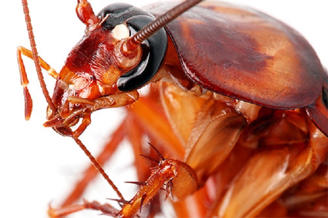 Виды тараканов: какие они, фото как выглядят, опасны и безопасны, отличия и сходства, как лечить