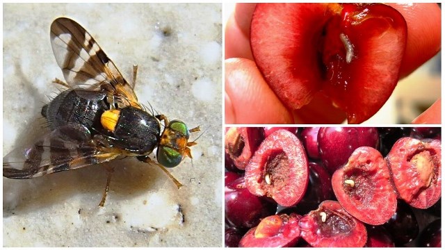 Вишневая плодовая муха: признаки и лучшие методы борьбы, правила обработки, что делать