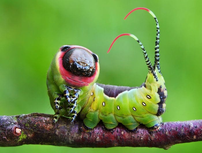 Мохнатые (лохматые) гусеницы — фото и описание