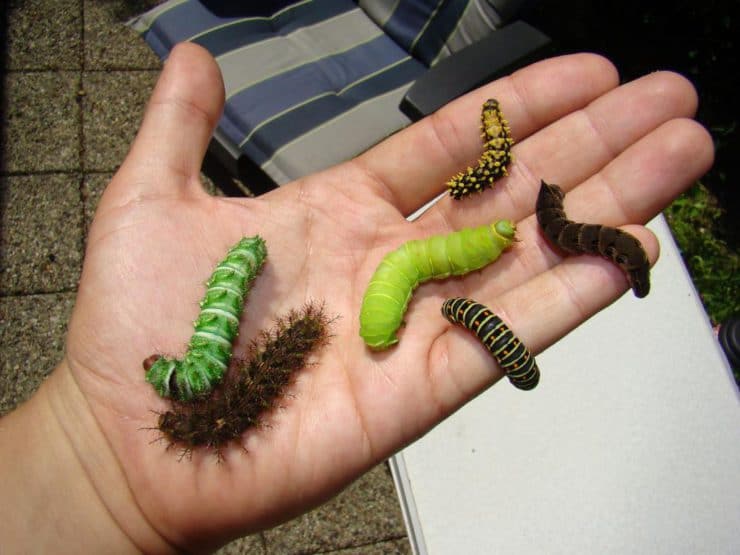 Мохнатые (лохматые) гусеницы — фото и описание