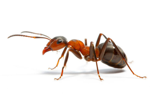 Враги муравьёв, которые поедают и истребляют их в природе