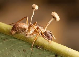 Враги муравьёв, которые поедают и истребляют их в природе