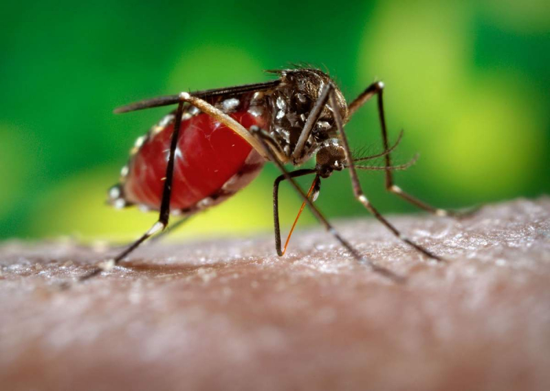 Почему комары пьют человеческую кровь и что они делают дальше