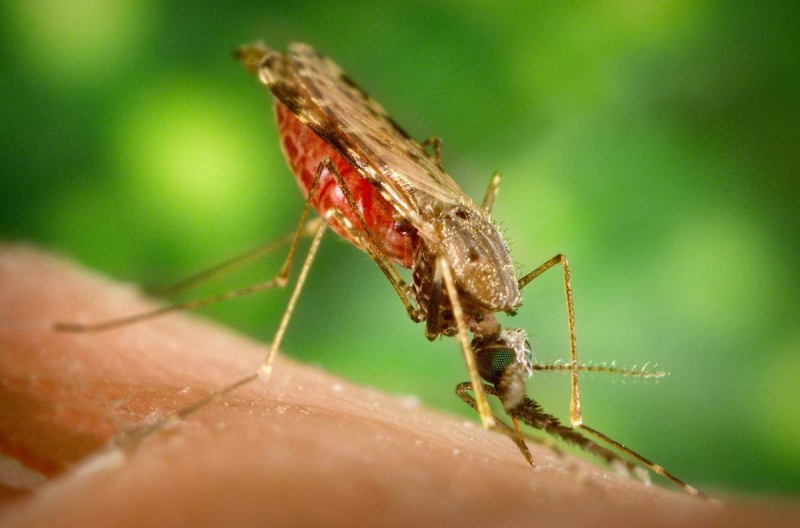 Почему комары пьют человеческую кровь и что они делают дальше