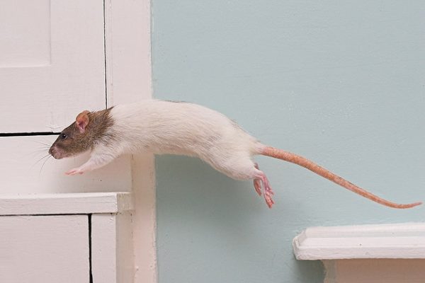 Почему у крыс длинный лысый хвост