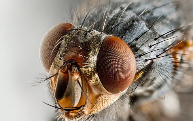 Зачем нужны мухи в природе, вред и польза